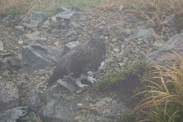 丸山の雄雷鳥