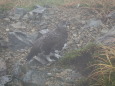 丸山の雄雷鳥