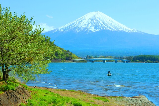 新緑と富士山