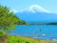 新緑と富士山