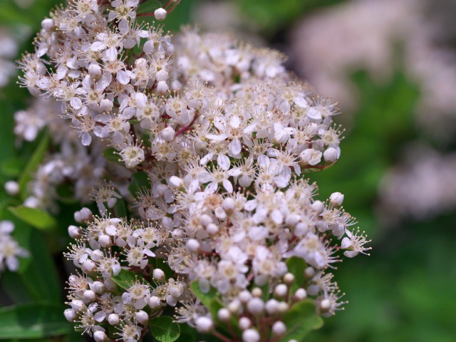 春の花