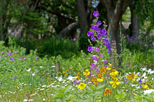 春の花壇