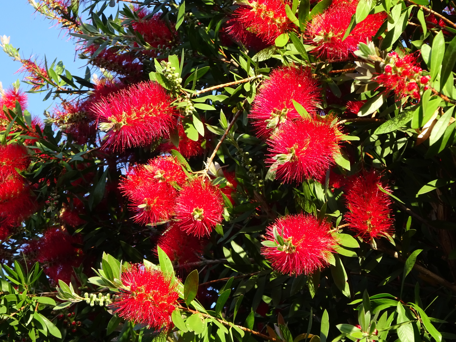 花 植物 ボトルブラシの花 壁紙19x1440 壁紙館