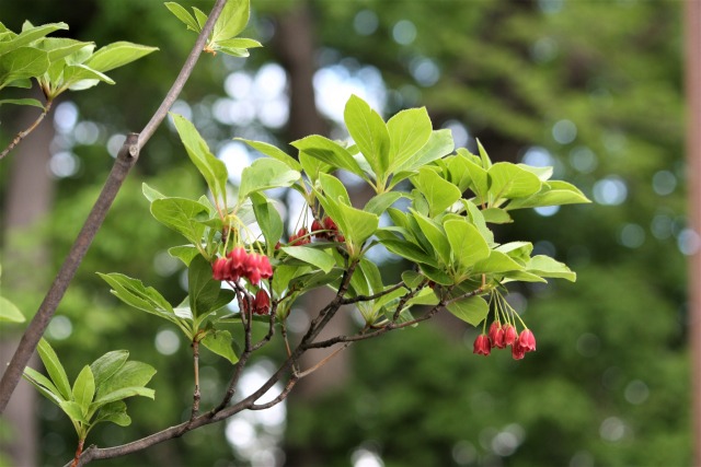 紅白揃い踏み(^^♪