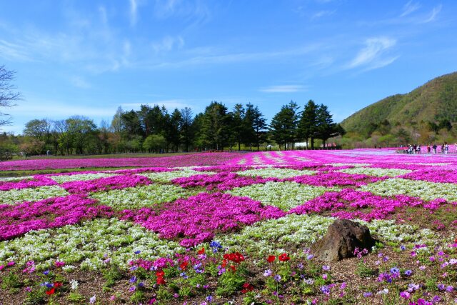 本栖湖芝桜