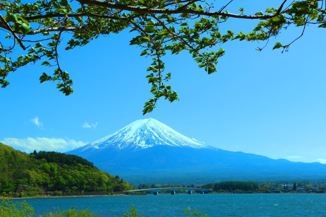 新緑と富士山