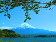 新緑と富士山