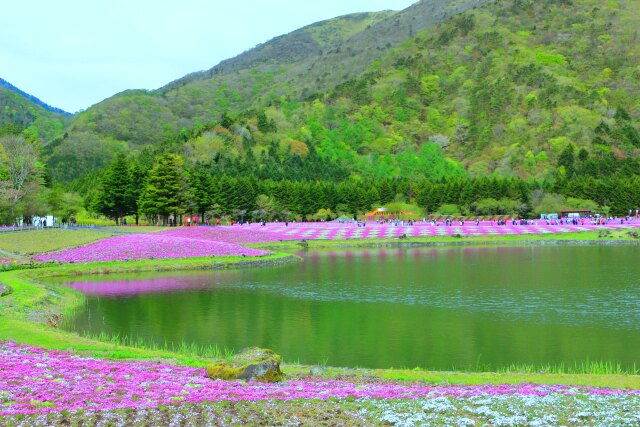 本栖湖芝桜