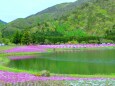 本栖湖芝桜