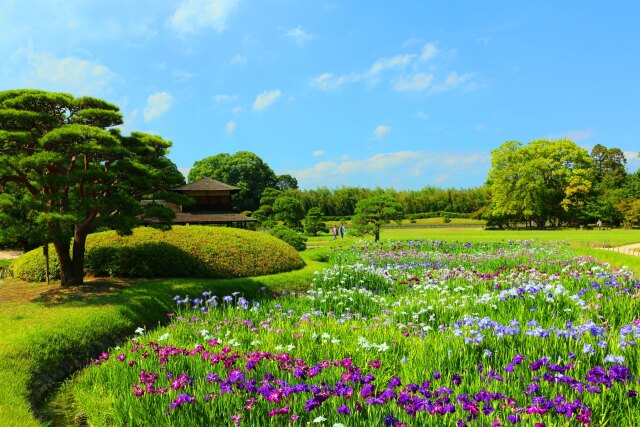 新緑の後楽園