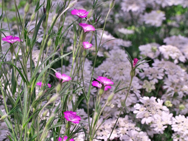 春の花