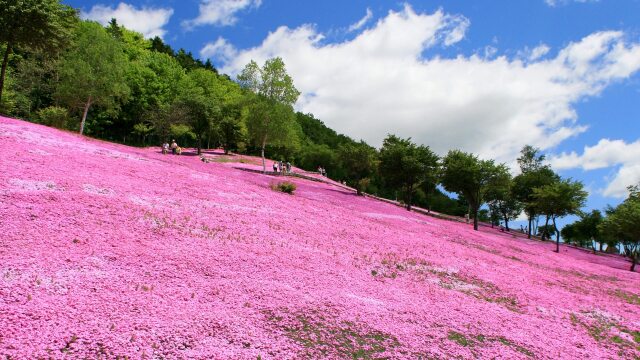 滝上の芝桜