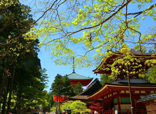 新緑の高野山