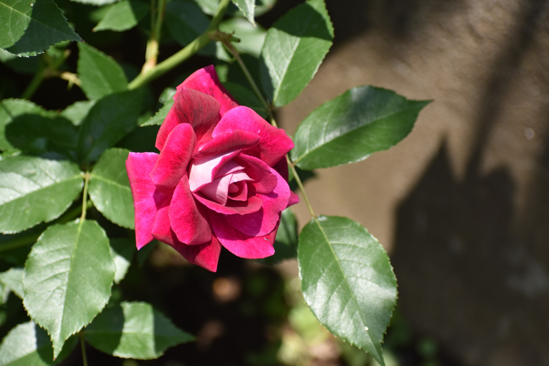 花 植物 薔薇 壁紙19x1280 壁紙館