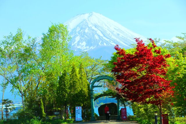 新緑と富士山