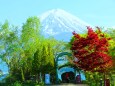 新緑と富士山