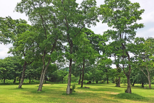 ささふく水辺公園の森