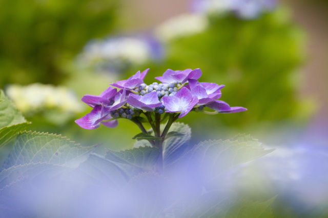 紫陽花