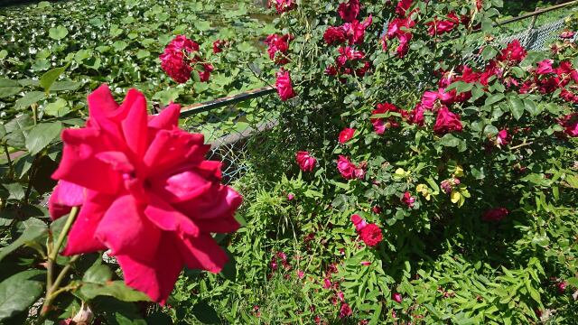 赤薔薇ある信州松本