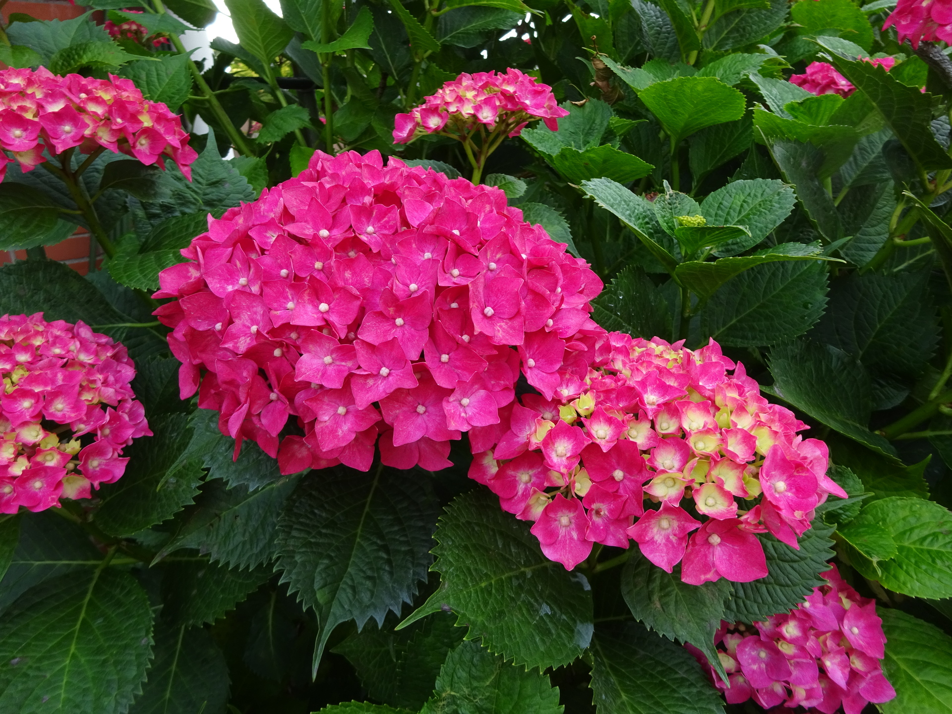 花 植物 紫陽花 壁紙19x1440 壁紙館