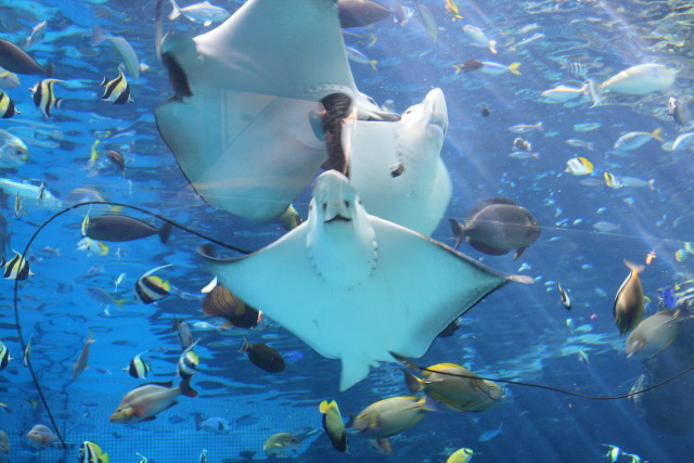 名古屋港水族館