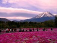 本栖湖芝桜と富士山