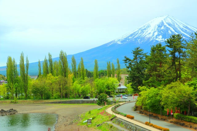 新緑と富士山