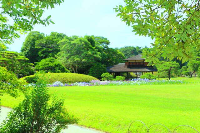 新緑の後楽園