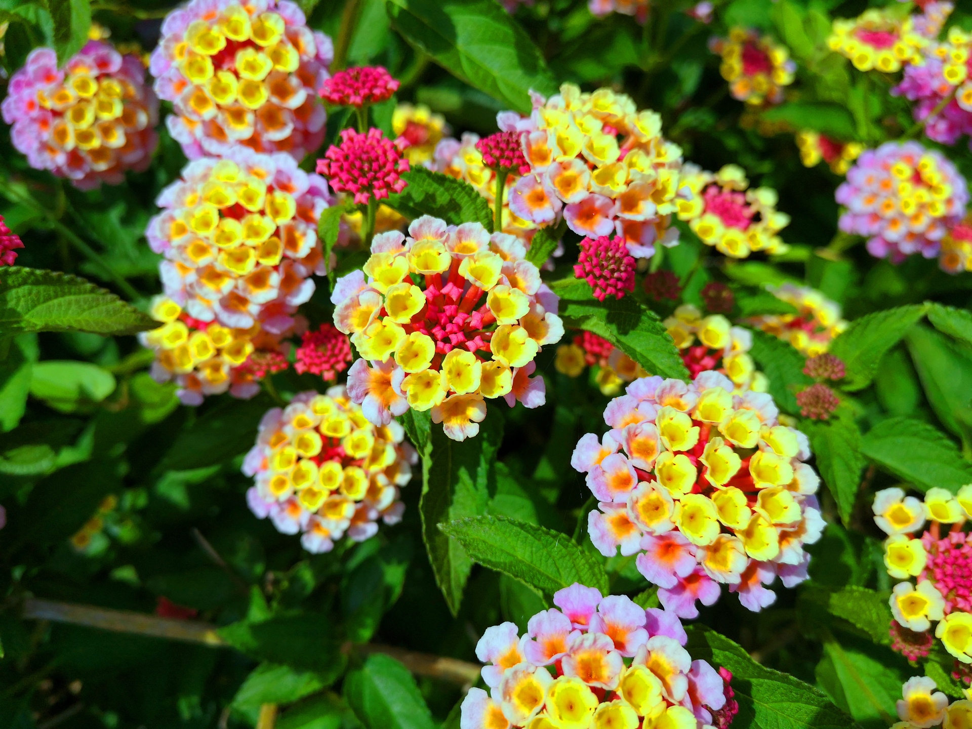 花 植物 初夏の花 壁紙19x1440 壁紙館