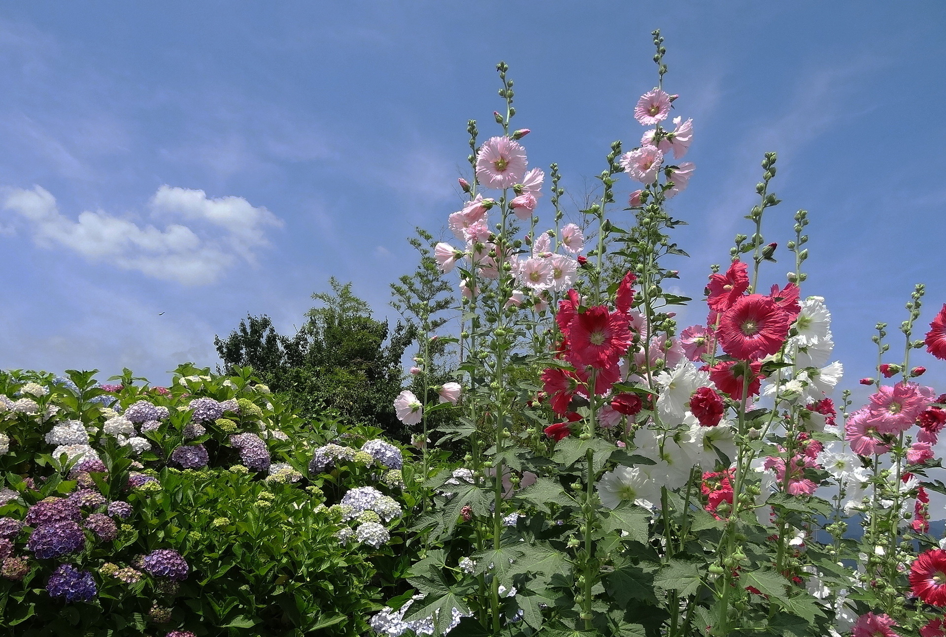 花 植物 初夏の風景 立葵と紫陽花 壁紙19x1294 壁紙館