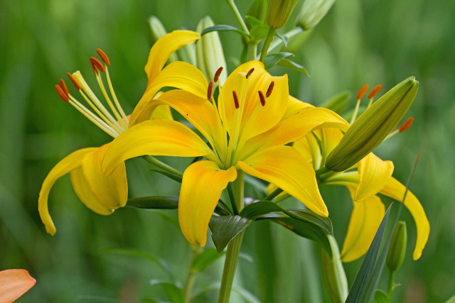 散歩道の花 2006-7-1