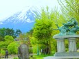 新緑の富士山