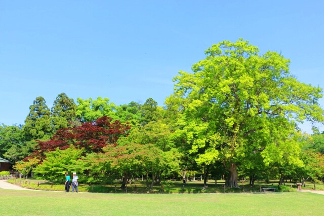 新緑の後楽園