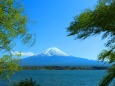 新緑と富士山