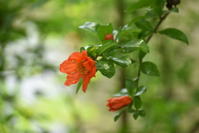 ザクロの花