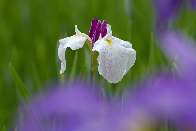 花菖蒲