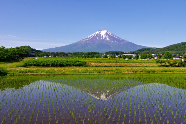 初夏の富士北麓