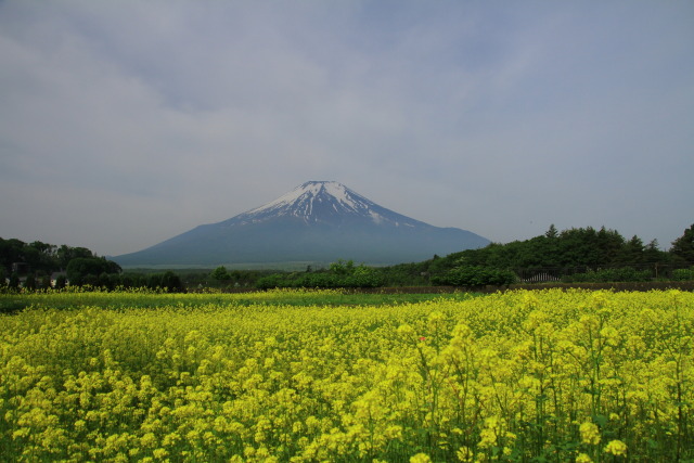 キガラシ&富士山