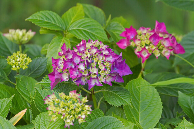 紫陽花