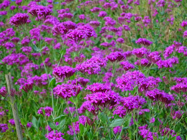 花壇の花