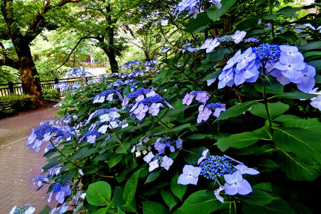 石神井川遊歩道の紫陽花