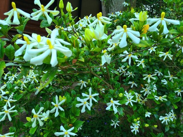 初夏の花