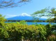 新緑と富士山