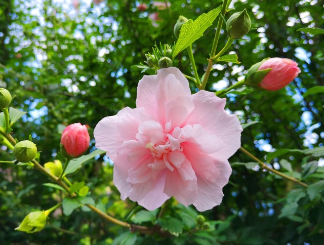 初夏の花