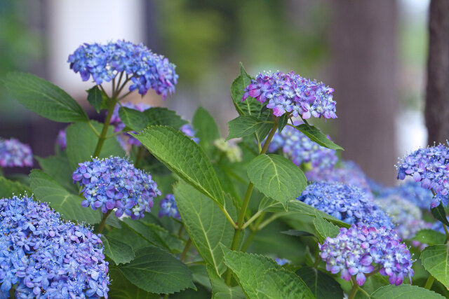 紫陽花