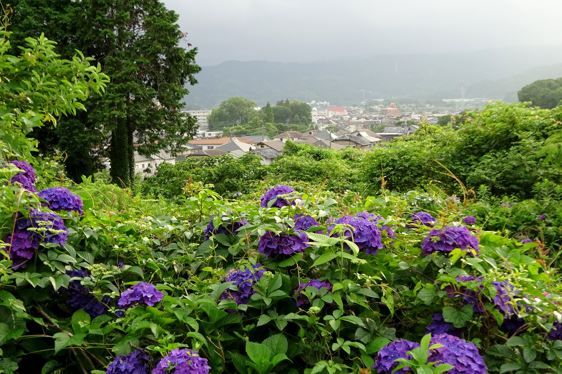 日本の風景 梅雨の季節 里山から 壁紙19x1280 壁紙館