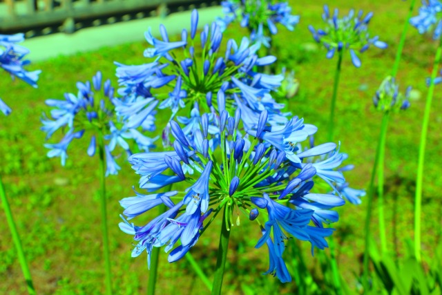 初夏の花