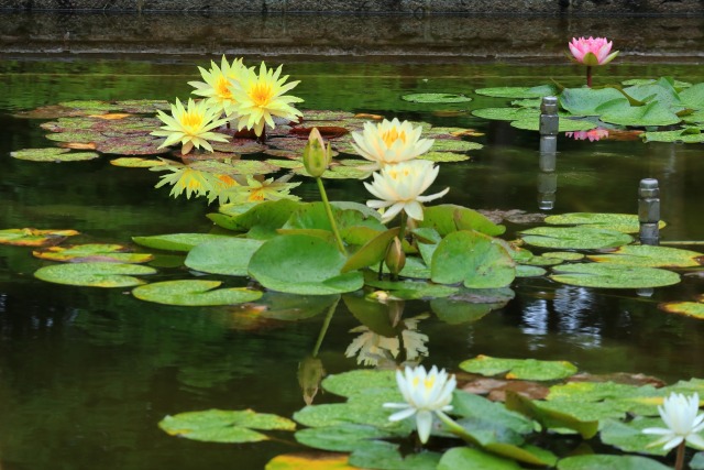 公園の睡蓮