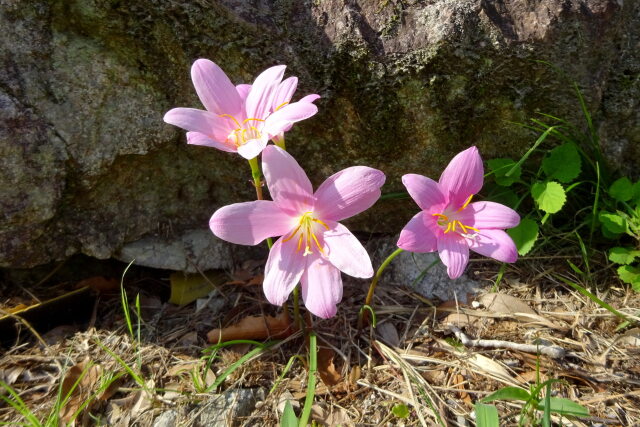 山道に咲いていた花