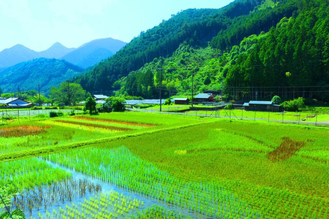 初夏の里山